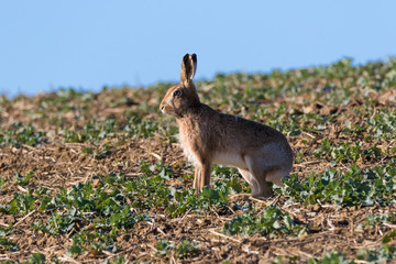 Close up of an alert Brown Hare (Lepus europaeus)  staanding staring to the left