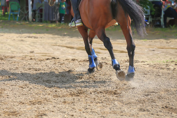 Horse galloping in paddock. Close up