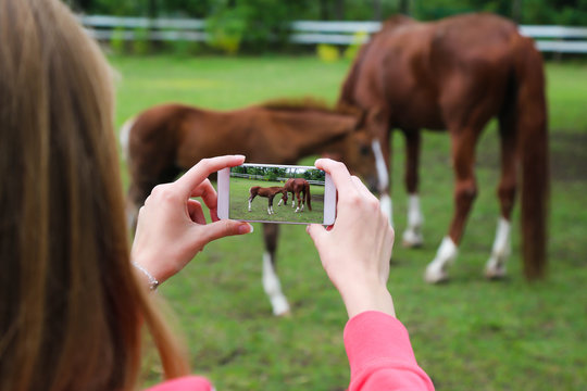 Woman holding smartphone and taking picture of horses.