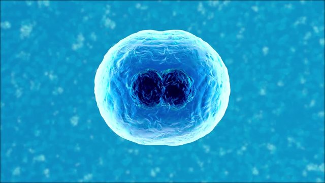3D rendered Animation of the Mitosis and replication of a generic biological Cell.
