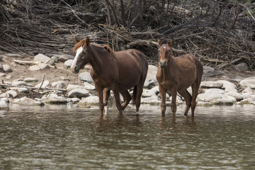 Wild Horses