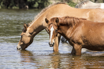 Fototapeta premium Wild Horses