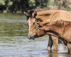 Wild Horses