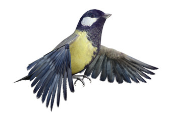 3D Rendering Great Tit on White