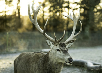 Naklejka na ściany i meble Male stag with large antlers