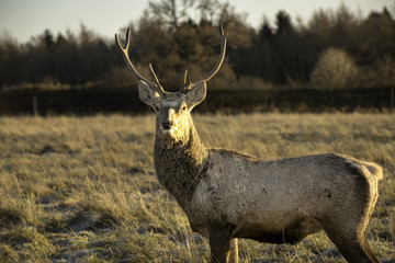 Young male stag in Autumn