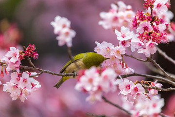 The Japanese White-eye.The background is cherry blossoms(Japanese name is Kanzakura). Located in Tokyo Prefecture Japan.