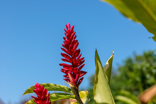 Alpinia ou gingembre rouge - Ile de la R&eacute;union