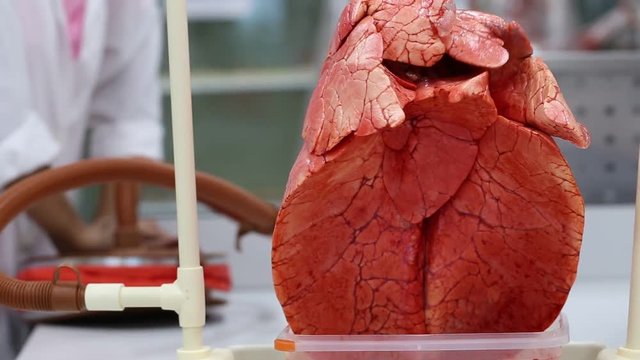 Lungs and Respiratory System for education in Lab.