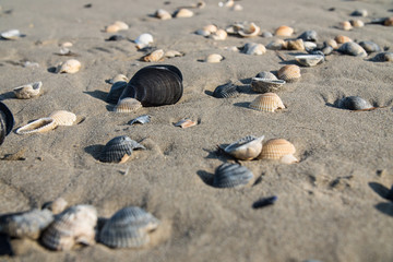 Fototapeta na wymiar Shells / mussels on the beach