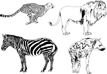 vector drawings sketches different predator , tigers lions cheetahs and leopards are drawn in ink by hand , objects with no background