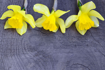 Yellow daffodils flowers on old wooden background with space for text.Spring Narcissus flowers border.Happy Woman's Day,Mother's Day or Springtime concept.
Selective focus.