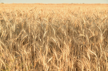 Spikes of wheat in the field