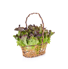Fototapeta na wymiar fresh red oak lettuce in the basket on white background