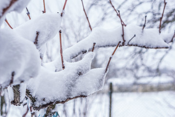 Close-up of a rural yard with vine covered with a snow. Winter landscape with trees, a fence and a thick white blanket of fluffy white snow.