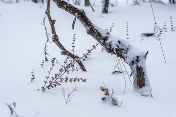 Close-up of a rural yard with vine covered with a snow. Winter landscape with trees, a fence and a thick white blanket of fluffy white snow.