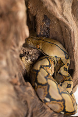 Boa portrait, Boa constrictor snake on tree branch