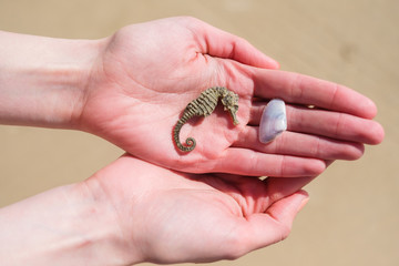 Dried seahorse and a shell in woman's hands in the sand background.