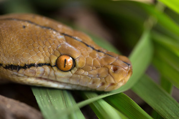 Boa portrait, Boa constrictor snake on tree branch