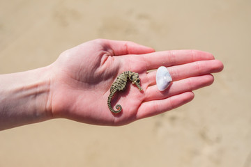 Dried seahorse and a shell in woman's hand in the sand background.