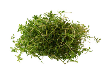 Thyme fresh herb isolated on white background