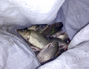 Fish carp in a bag. Fish catch of fish.