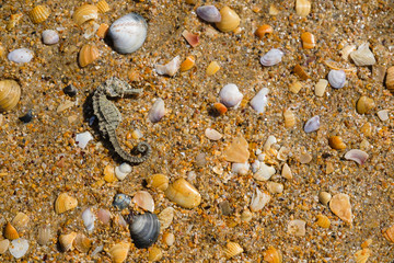 dried seahorse, shells and stones on the sand beach. © familylifestyle
