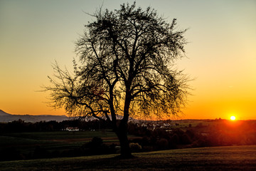 Fototapeta na wymiar sunset in autumn with tree
