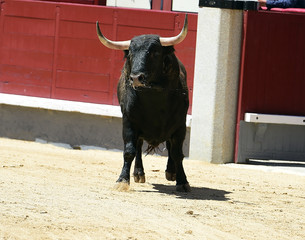 spanish bull