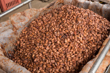 Fermented and fresh cocoa-beans lying in the wooden box