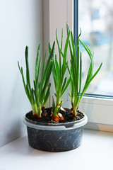 Onion planted in a plastic container