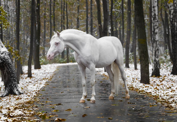 Portrait of a white horse of breed the Wales pony without bridle on path in the park in the autumn wood with new snow - obrazy, fototapety, plakaty