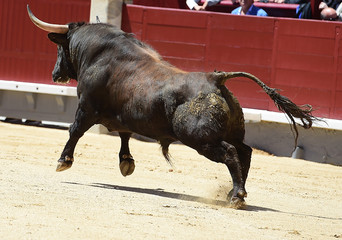 spanish bull