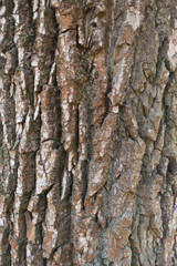 Dry black poplar bark with moss and lichen