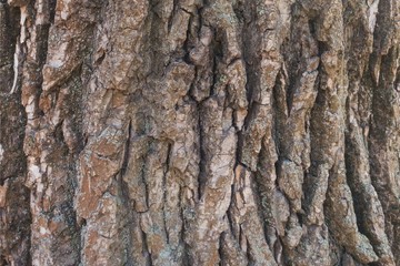 Texture of cottonwood (black poplar) tree bark