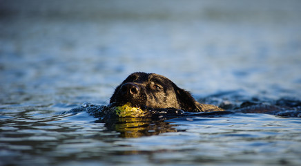 Obraz premium Black Labrador Retriever dog outdoor portrait swimming with tennis ball