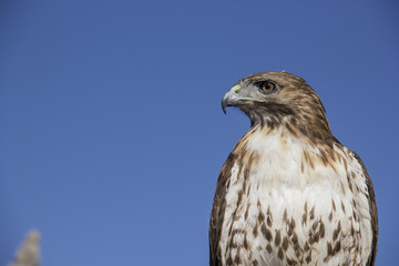 Eagle blue sky