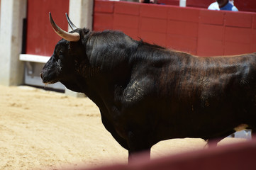 spanish bull