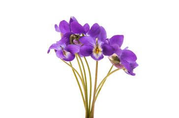 Naklejka premium forest violet isolated