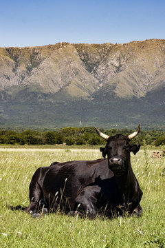 Cow under the sun with mountains in the background, HDR image, taken in Cordob, Argentina