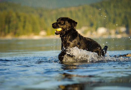 Black Labrador Retriever dog outdoor portrait in blue water with ball