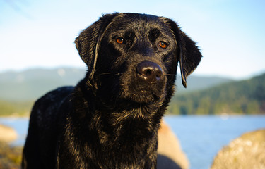 Black Labrador Retriever dog portrait by mountain lake