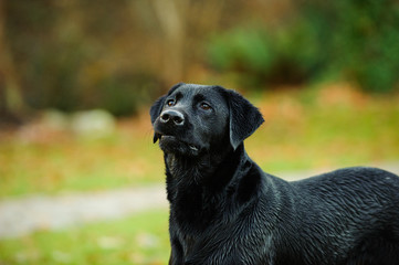 Black Labrador Retriever dog outdoor portrait at park