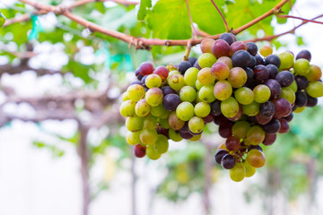 A bunch of black grapes for making wine in Thailand. Fresh grapes that have not yet ripened. Green, Red and Black grapes, waiting to be taken to produce wine.
