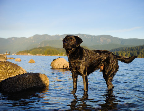 Black Labrador Retriever dog outdoor portrait standing in blue water