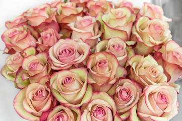 Roses of pink and green modern varieties in a bouquet for a gift. Background.