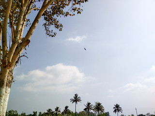 tree and blue sky