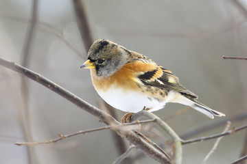 Brambling