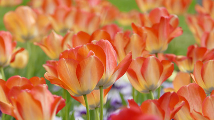 Red and yellow tulips close