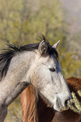 Obraz premium Wild Horse Portrait